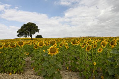 Yellow fields of sunflowers with a blue cloudy sky
