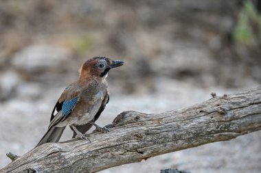 Sıradan Jay ya da Garrulus Glandarius, Corvid ailesinin yolcusu.