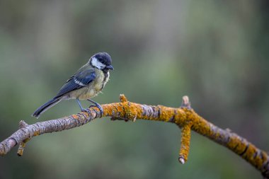 Parus major (kısaca Parus major), göğüs faresi familyasından bir kuş türü.