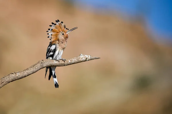 Upupa Epops Hoopoe Perched Twig Its Crest Displayed — 스톡 사진