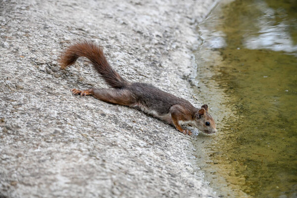 The red squirrel, or simply common squirrel, is a species of sciuromorph rodent in the family Sciuridae