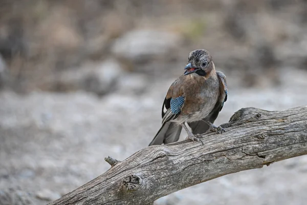 Gewöhnlicher Eichelhäher Oder Garrulus Glandarius Verwandter Der Corvidagewächse — Stockfoto