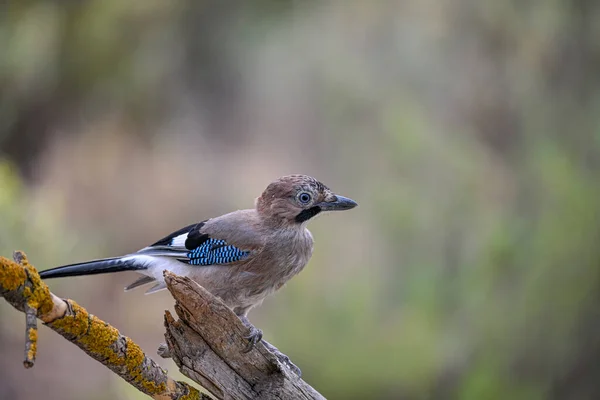 Común Jay Garrulus Glandarius Paseriforme Familia Los Corvívidos —  Fotos de Stock