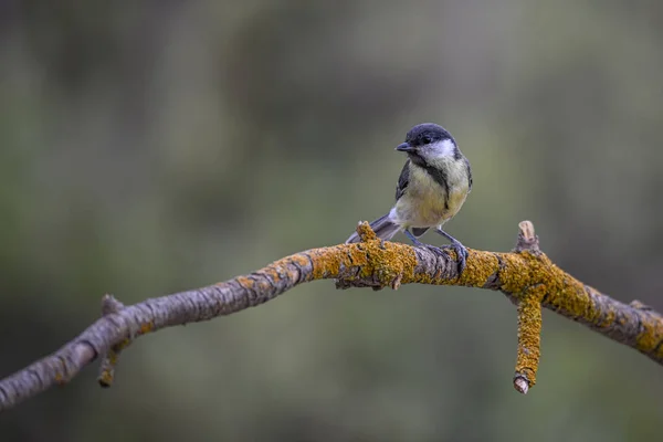 Parus Major Обыкновенный Цыпленок Вид Пассерной Птицы Семейства Титановых — стоковое фото