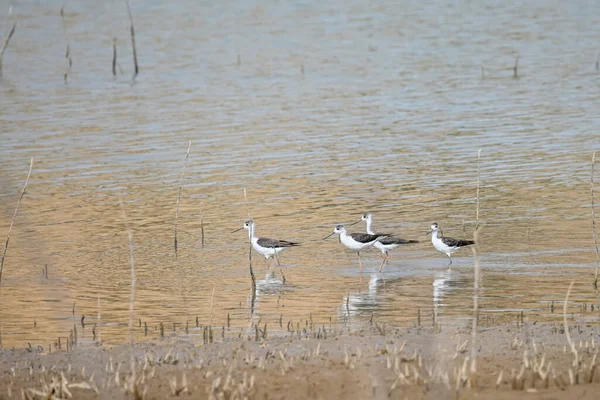 Himantopus Himantopus Species Caradriform Bird Recurvirostridae Family — 스톡 사진