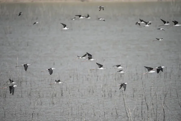 Himantopus Himantopus Species Caradriform Bird Recurvirostridae Family — Stock Fotó