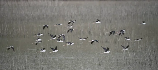 Himantopus Himantopus Species Caradriform Bird Recurvirostridae Family — Fotografia de Stock