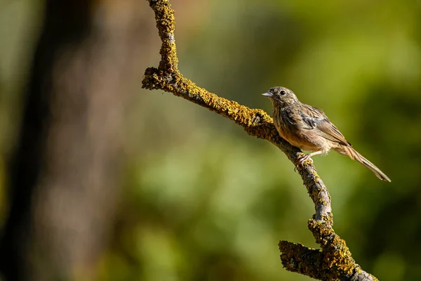 Montesinos Bunting Emberiza Cia Yoldan Geçen Yazar Ailesi — Stok fotoğraf