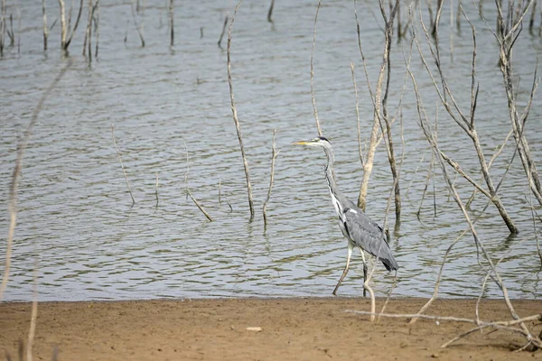 Gray Heron Hunting Edge Swamp — Fotografia de Stock