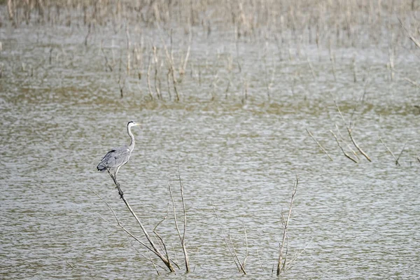 Garza real posada en una ramita en el pantano.