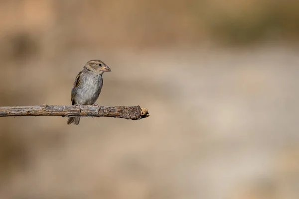 Petronia Petronia Wróbel Wyjący Jest Gatunkiem Ptaków Przechodniów Rodziny Passeridae — Zdjęcie stockowe