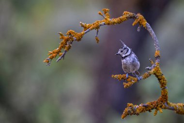 Lophophanes cristatus - The blue tit is a species of passerine bird in the Paridae family