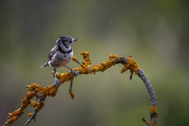 Lophophanes cristatus - The blue tit is a species of passerine bird in the Paridae family