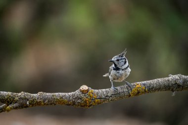 Lophophanes cristatus - The blue tit is a species of passerine bird in the Paridae family
