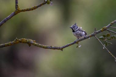 Lophophanes cristatus - The blue tit is a species of passerine bird in the Paridae family