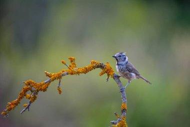 Lophophanes cristatus - The blue tit is a species of passerine bird in the Paridae family