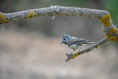 Lophophanes cristatus - The blue tit is a species of passerine bird in the Paridae family