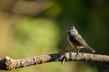 Lophophanes cristatus - The blue tit is a species of passerine bird in the Paridae family