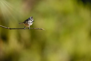 Lophophanes cristatus - The blue tit is a species of passerine bird in the Paridae family
