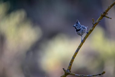 Lophophanes cristatus - The blue tit is a species of passerine bird in the Paridae family