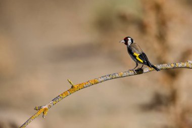 European goldfinch or cardinal perched on a twig.