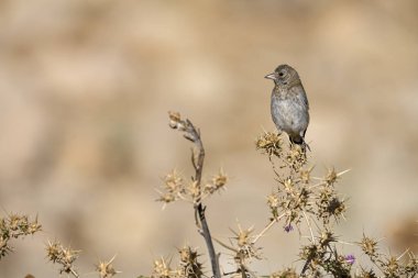 European goldfinch or cardelina perched on a thistle.