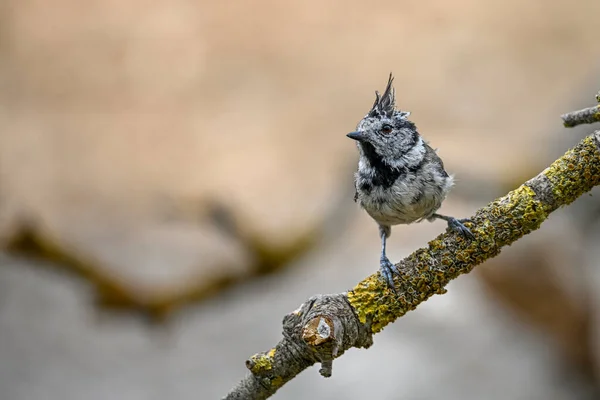 Lophophanes Cristatus Blue Tit Species Passerine Bird Paridae Family — Stockfoto