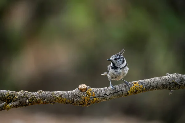 Lophophanes Cristatus Blue Tit Species Passerine Bird Paridae Family — Stockfoto