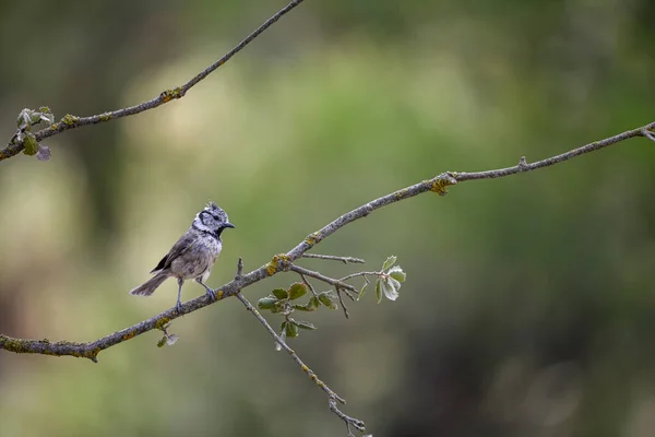 Lophophanes Cristatus Blue Tit Species Passerine Bird Paridae Family — 스톡 사진