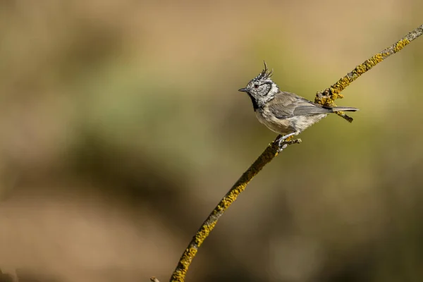 Lophophanes Cristatus Blue Tit Species Passerine Bird Paridae Family — Stockfoto