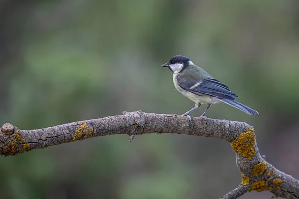 Blue Tit Perched Twig Forest — Stok fotoğraf