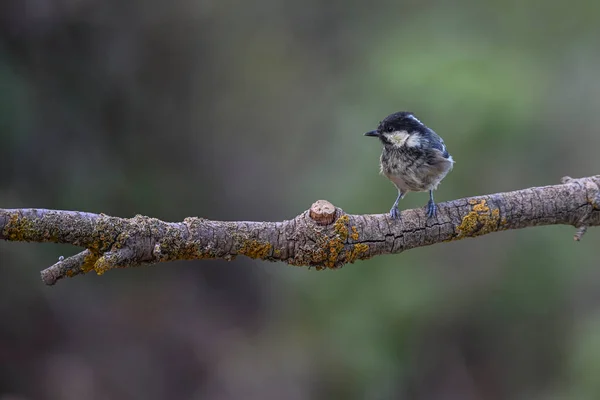 Blue Tit Perched Twig Forest — Stock Fotó