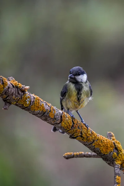 Blue Tit Perched Twig Forest — Stockfoto