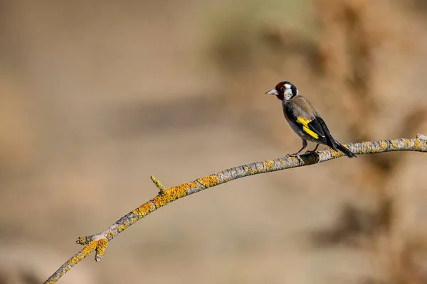 European Goldfinch Cardinal Perched Twig — Stok fotoğraf