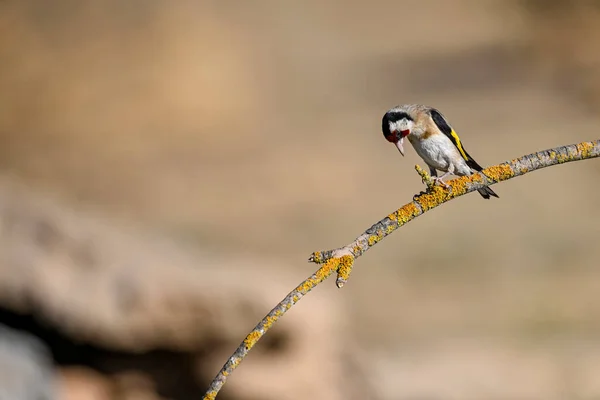 European Goldfinch Cardinal Perched Twig — 스톡 사진