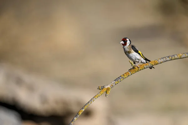 European Goldfinch Cardinal Perched Twig — 스톡 사진