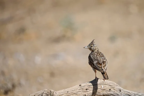 Galerida Cristata Common Lark Species Bird Alaudidae Family — Fotografia de Stock