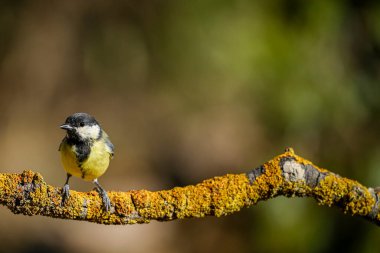 Parus major (kısaca Parus major), göğüs faresi familyasından bir kuş türü..