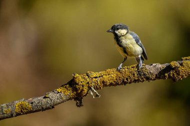 Parus major (kısaca Parus major), göğüs faresi familyasından bir kuş türü..