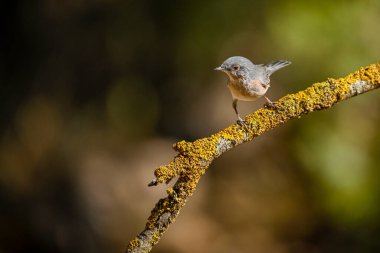 Sylvia Cantillans ya da Batı Subalpine Warbler küçük bir ötleğenidir.