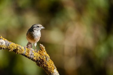 Montesinos Bunting ya da Emberiza cia, yoldan geçen yazar ailesi.