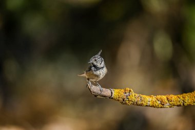 Lophophanes cristatus - The blue tit is a species of passerine bird in the Paridae family.