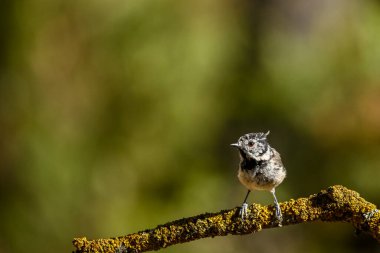 Lophophanes cristatus - The blue tit is a species of passerine bird in the Paridae family.