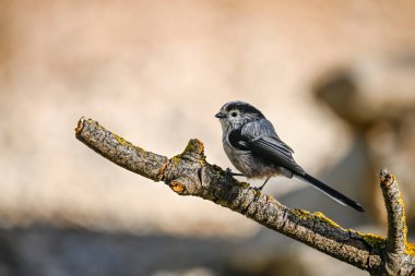 Efsane ormanda bir dal üzerine tünemiş..