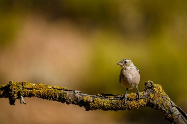 Chaffinch 'in su birikintisine yansıması