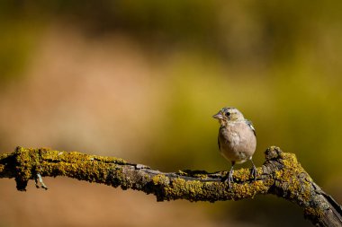 Chaffinch 'in su birikintisine yansıması
