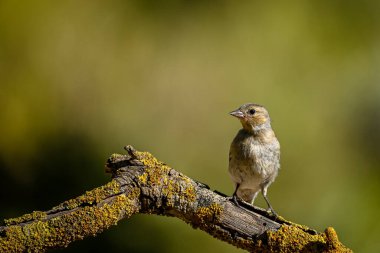 Chaffinch 'in su birikintisine yansıması