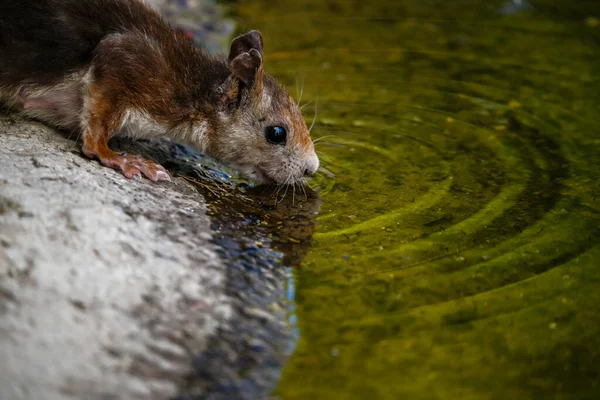 红松鼠 或称普通松鼠 是山核桃科的一种小啮齿动物 — 图库照片