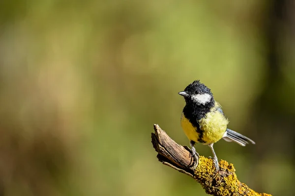 Parus Major Common Chickadee Species Passerine Bird Family Titmouse — Stock Fotó