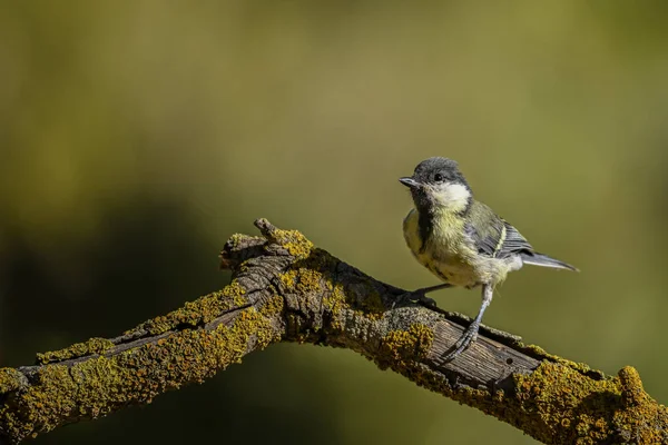 Parus Major Common Chickadee Species Passerine Bird Family Titmouse — Stockfoto